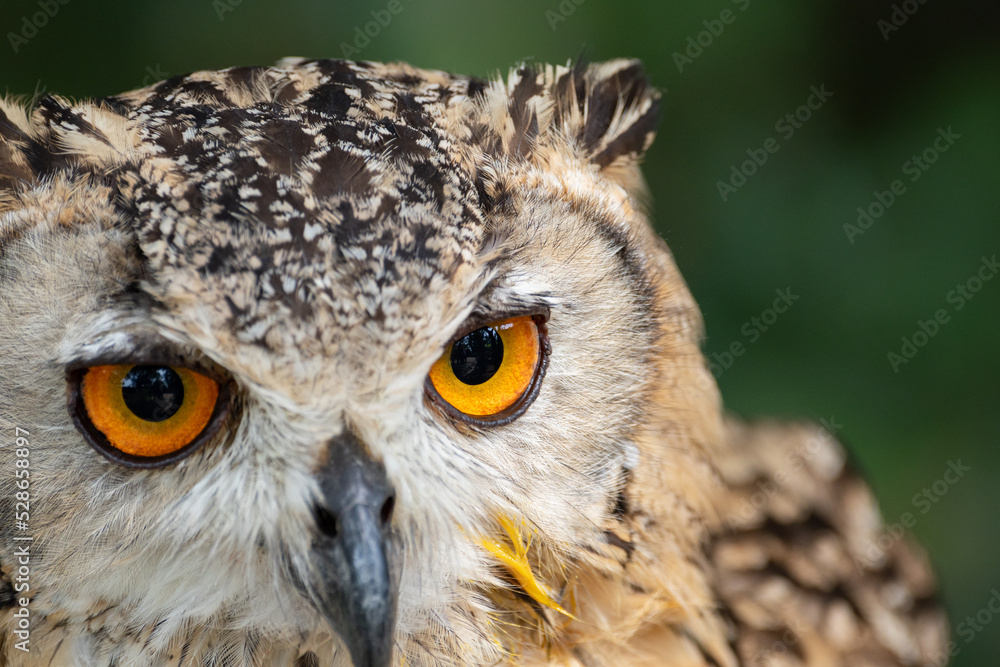 Obraz premium 見つめるワシミミズク