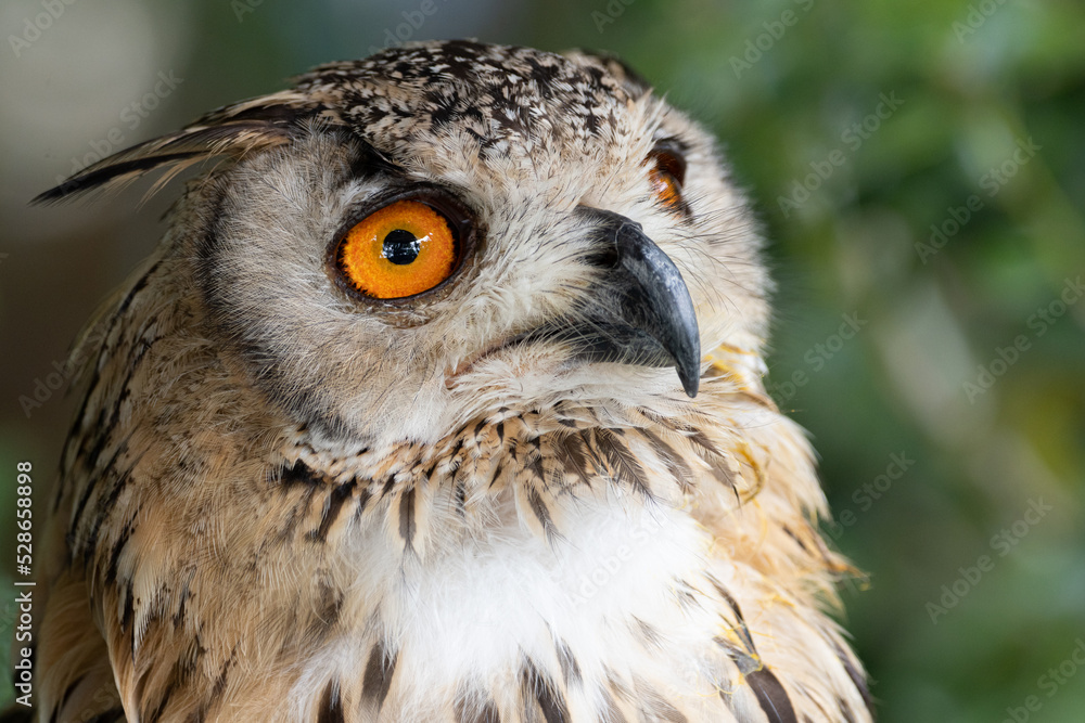 Obraz premium 見つめるワシミミズク