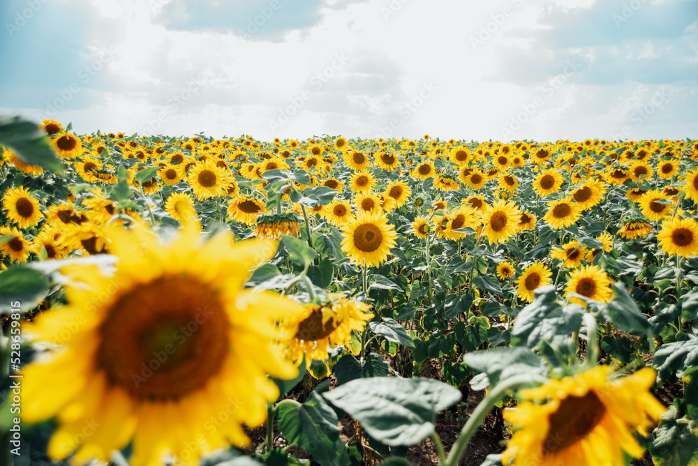 Obraz premium Sunflower field with cloudy blue sky. sunflowers by summertime. Beautiful summer landscape. Ukraine agriculture.