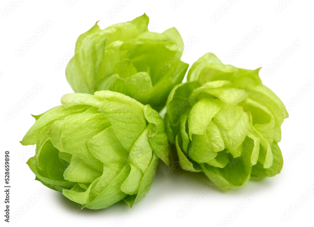 green hops isolated on a white background green hops isolated on a white background
