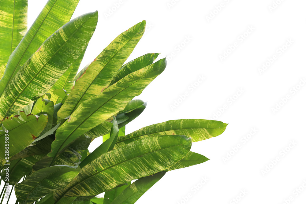 Tropical tree leaves foreground isolated Tropical tree leaves foreground isolated