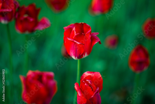 Close-up of a flower bed of red tulips