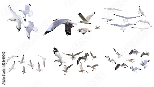 Canvastavla flock of seagulls isolated