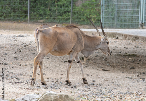 
The eland, also called eland, is an antelope living in Africa. Together with the giant eland, which is not larger but has longer horns, it forms the genus Eland. photo