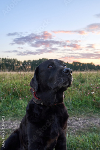 Black labrador close up. Portrait of a labrador dog sitting in the field