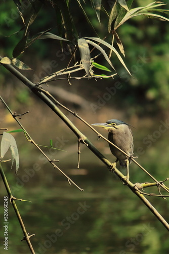 a striated heron or mangrove heron or green backed heron (butorides striata)  perching on a branch, summertime in indian forest photo