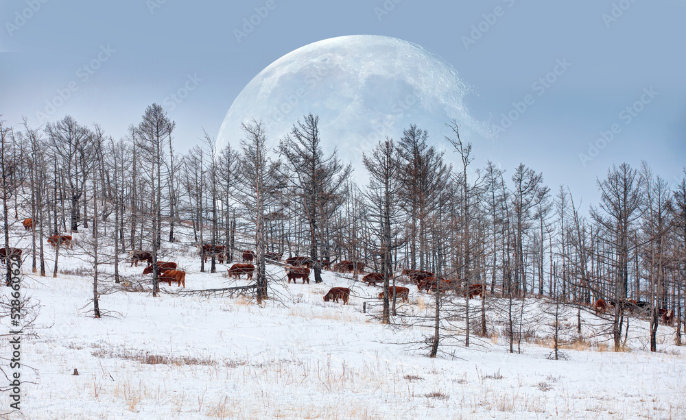 Fototapeta premium A herd of cows grazing in a snowy valley with super full moon 