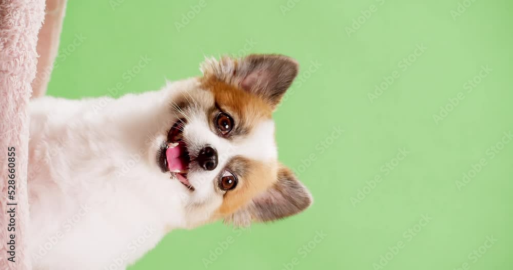 Vertical Portrait of the cute fluffy puppy of pomeranian spitz. Little smiling dog lying on a green background. Copy space for text. Vertical Portrait of the cute fluffy puppy of pomeranian spitz. Little smiling dog lying on a green background. Copy space for text.