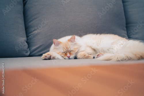 White Siberian cat sleeping. Image with copy space