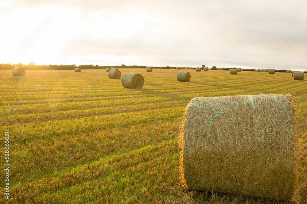 Hay bales in the countryside