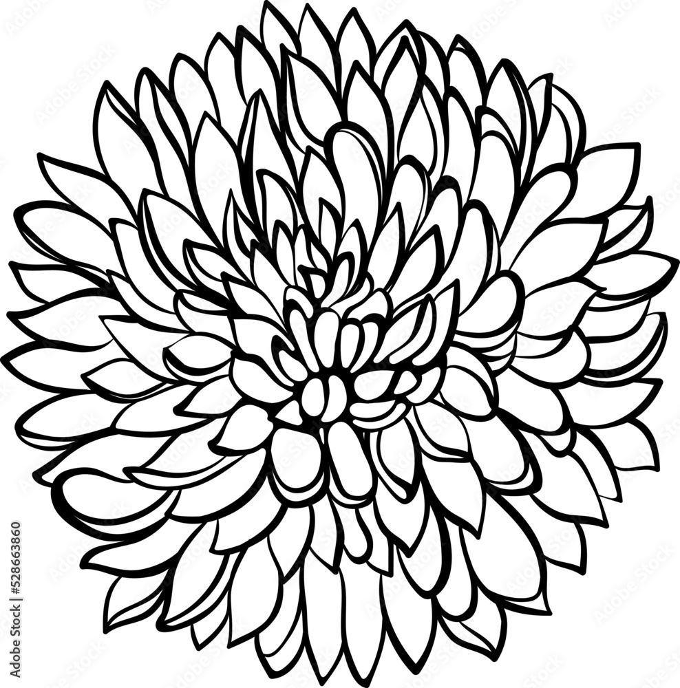 Chrysanthemum flower close up isolated on white. Vector illustration in sketch line art style. Hand drawn botanical drawings. Design for coloring book, greeting card, print, invitation.