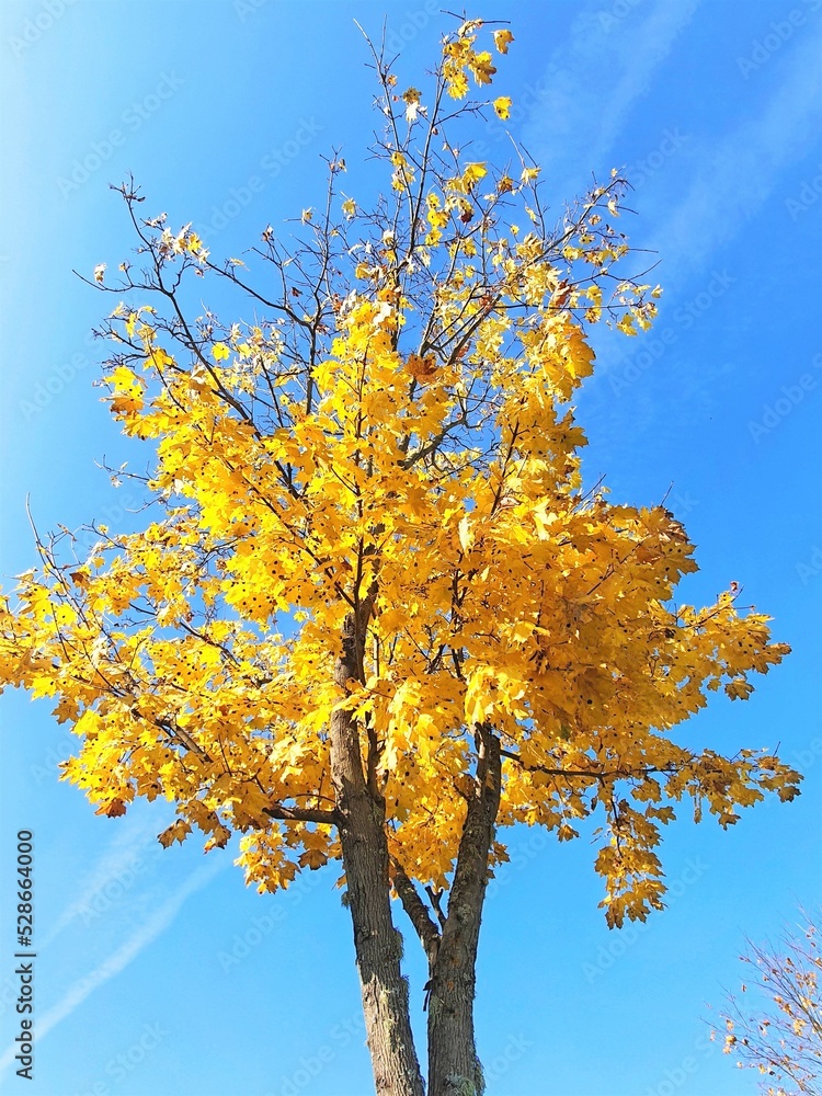 Fototapeta premium Beautiful golden maple and blue, bright sky on a sunny day. Autumn background landscape. The tree has yellow foliage in the autumn forest. Abstract scene of the beauty of nature October season. 
