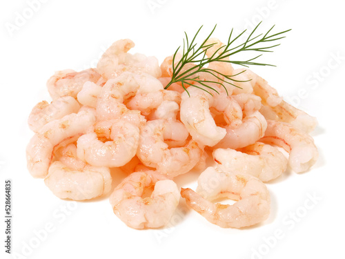 Eismeer Shrimps - Freigestellt photo