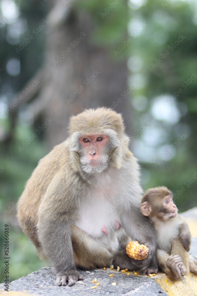 japanese macaque with baby