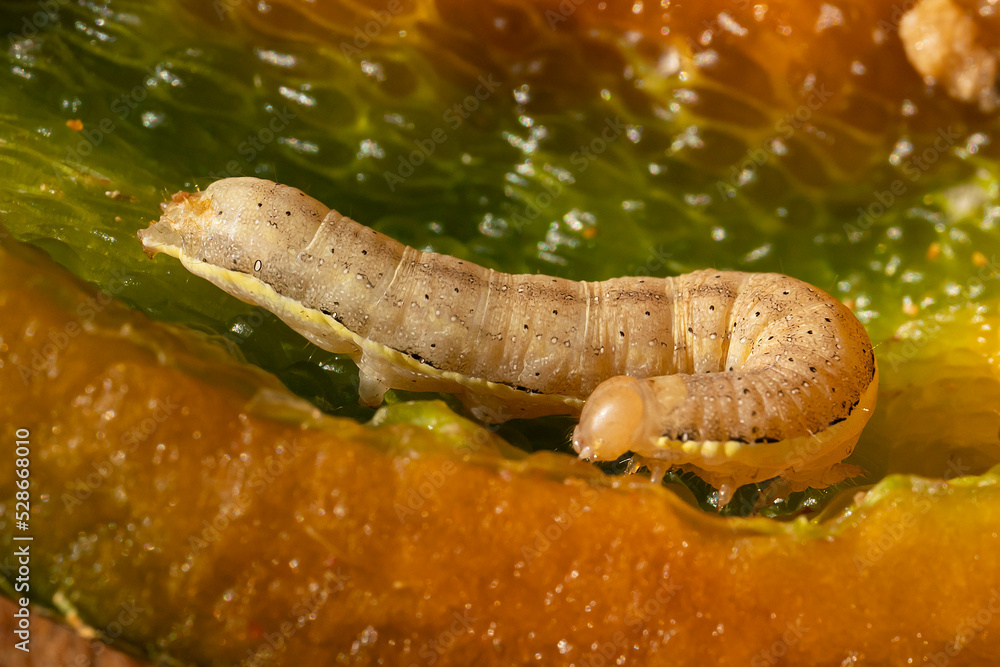 A close-up of a caterpillar that was inside a sweet pepper. Insect pests of agriculture. Organically grown non-GMO vegetables. High quality photo