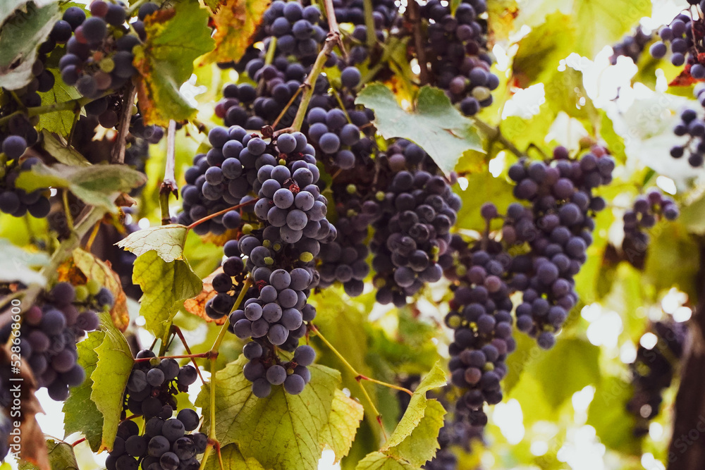 grapes. vine with ripe grapes. season photo.