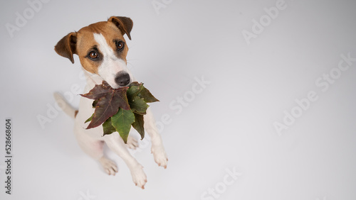 Jack russell terrier dog holding fallen maple leaves on a white background in the studio. © Михаил Решетников