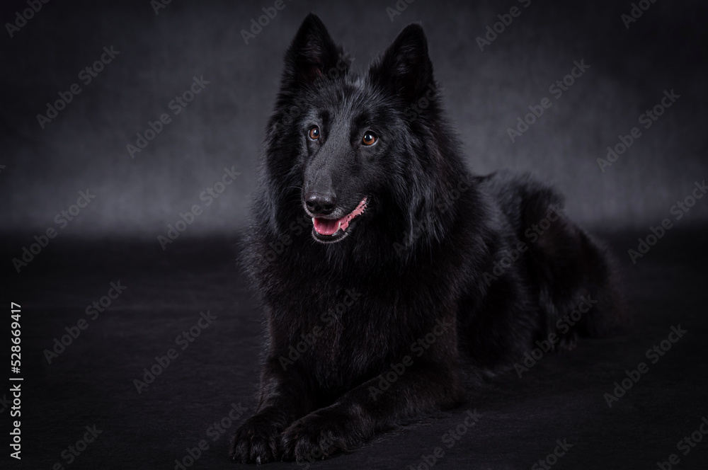 Groenendael Dog - portrait of the Belgian Shepherd Groenendael Dog - portrait of the Belgian Shepherd