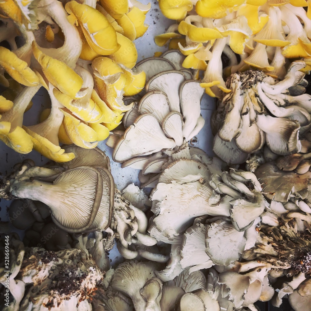 Mushrooms Mushrooms