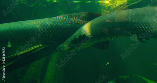 Arapaima gigas or pirarucu fish swimming in pond. It carnivore native to the basin of the Amazon River. Torpedo is among the largest freshwater fish. Body is mainly gray-green and red flecks tail. photo