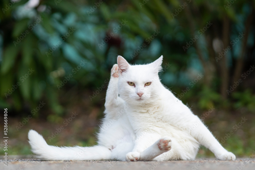 White cat with funny position looking at camera. White cat with funny position looking at camera.