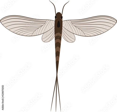 Realistic Illustration of Mayfly or shadfly or fishfly Insect photo