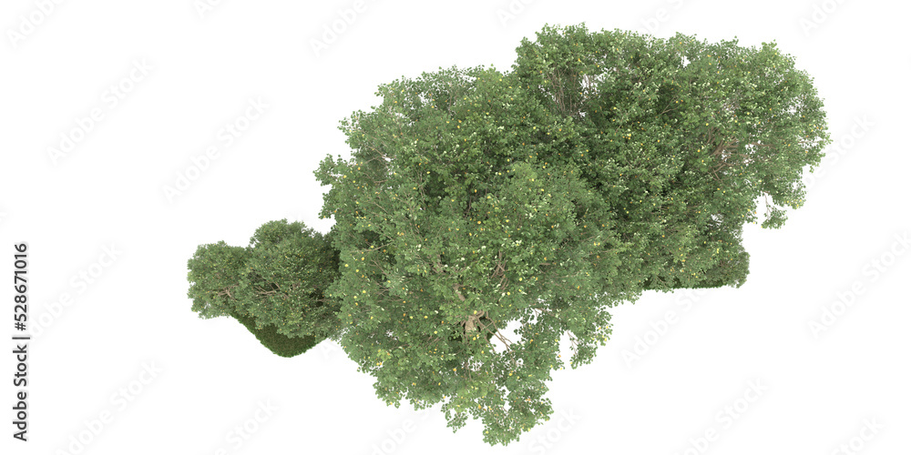 Forest on transparent background. 3d rendering - illustration Forest on transparent background. 3d rendering - illustration