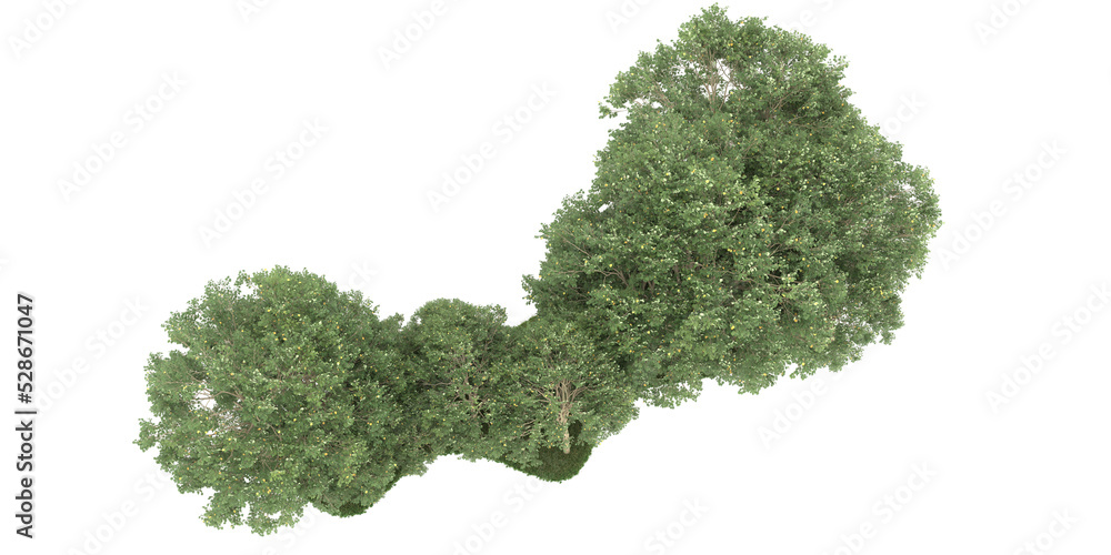 Forest on transparent background. 3d rendering - illustration Forest on transparent background. 3d rendering - illustration