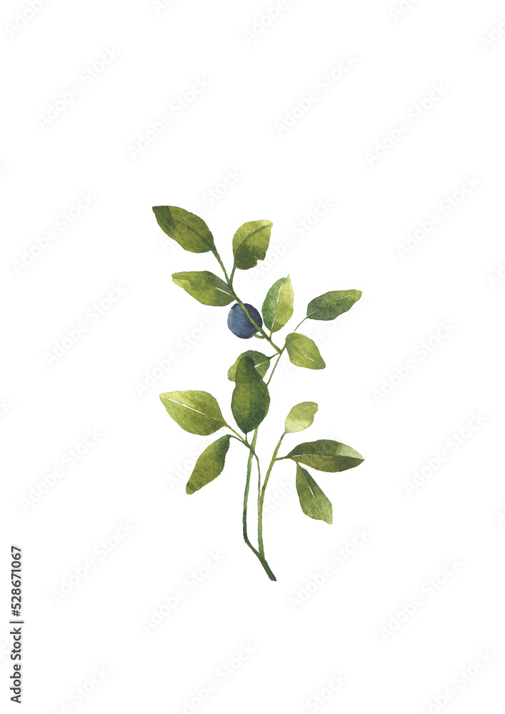 Blueberry leaves branches with berries. Watercolor illustration isolatated on transparent background. Greenery clipart for wedding invitation, greeting cards, decoration, stationery