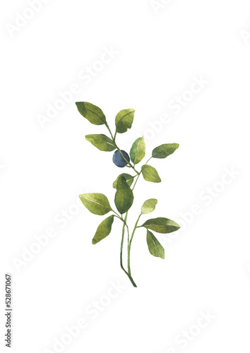 Blueberry leaves branches with berries. Watercolor illustration isolatated on transparent background. Greenery clipart for wedding invitation, greeting cards, decoration, stationery