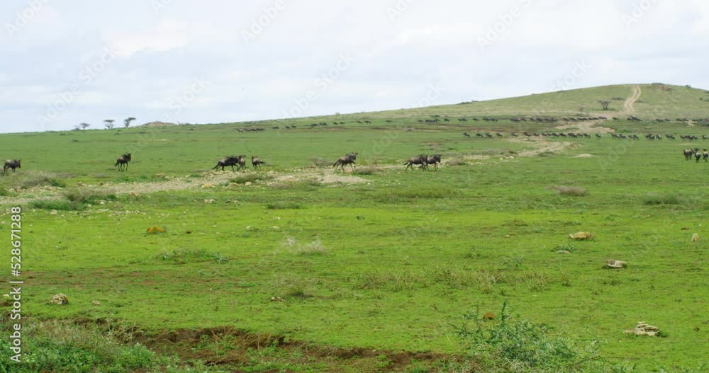 Wildebeests running fast on grass in Serengeti World Heritage Site. Wildebeests running fast on grass in Serengeti World Heritage Site.