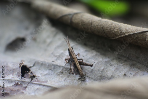 macro image of a grasshopper on a leaf.