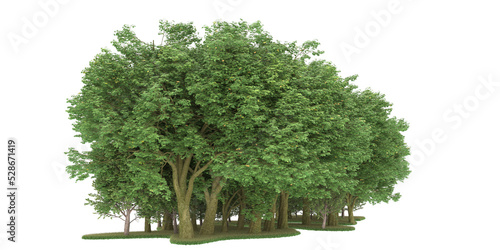 Forest on transparent background. 3d rendering - illustration