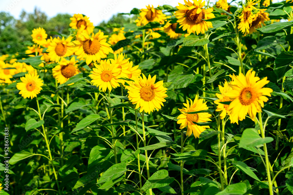 a field with sunflowers on a sunny day and a road along the field a field with sunflowers on a sunny day and a road along the field