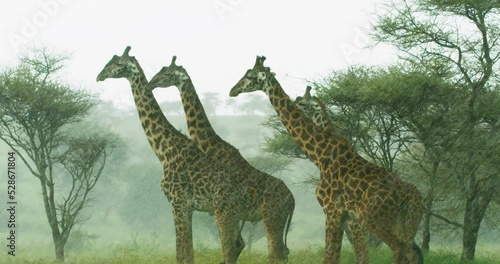 A steady shot of large brown giraffes standing under heavy rain.