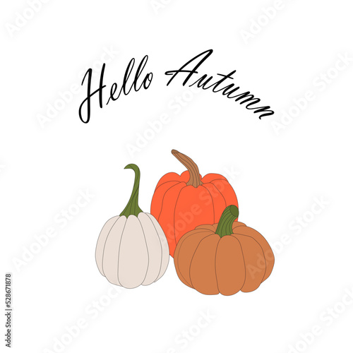 pumpkins, halloween, fall harvest gourds. Autumn thanksgiving and halloween pumpkins collection