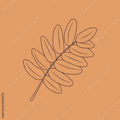 Set of hand drawn leaf outlines. Vector illustration. on the autumn background