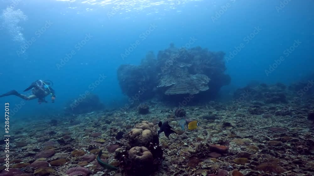 Scuba diving under water film of various tropical fish swimming and eating - along the sandy coral ocean floor in the Ko Tao region of Thailand - scuba diver in the background Scuba diving under water film of various tropical fish swimming and eating - along the sandy coral ocean floor in the Ko Tao region of Thailand - scuba diver in the background