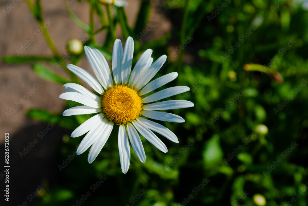 Obraz premium Selective focus. Chamomile. Floral background.
