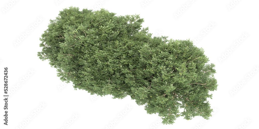 Forest on transparent background. 3d rendering - illustration Forest on transparent background. 3d rendering - illustration