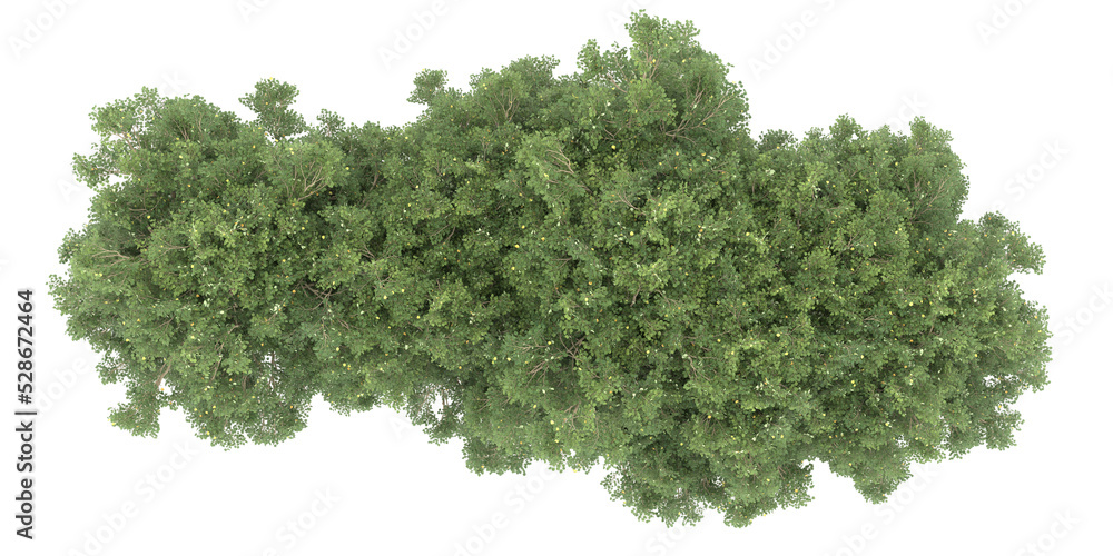 Forest on transparent background. 3d rendering - illustration Forest on transparent background. 3d rendering - illustration