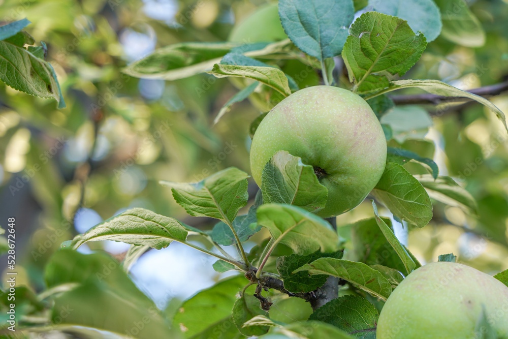 A green apple close-up on an apple tree branch in an orchard in summer