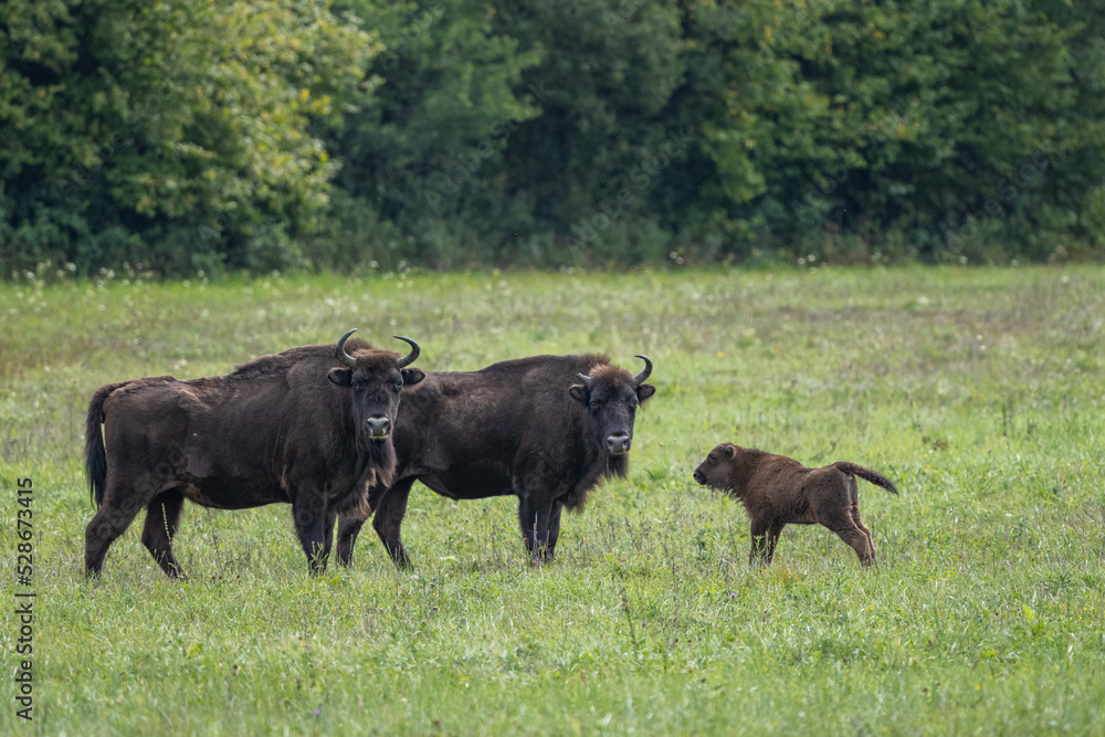 European Bison, Wisent, Bison bonasus. Bieszczady, Carpathians, Poland. European Bison, Wisent, Bison bonasus. Bieszczady, Carpathians, Poland.