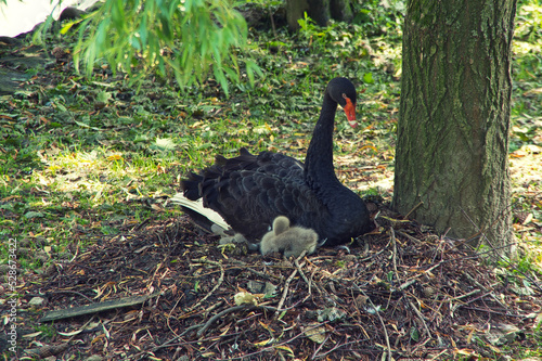 Łabędź czarny z krakowskiego zoo