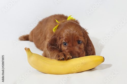 Brown charming Irish setter puppy with a yellow ripe banana. photo shoot in the studio on a white background