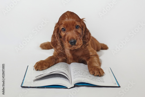 brown adorable Irish Setter puppy is reading a book. photo shoot in the studio on a white background