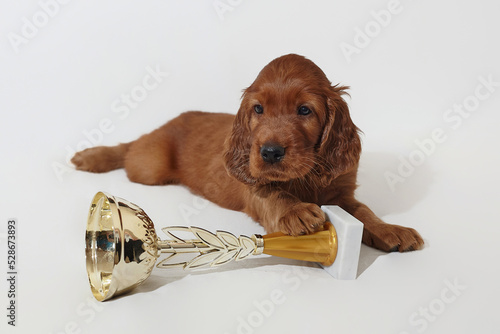Brown adorable Irish setter puppy with a champion cup winner. photo shoot in the studio on a white background