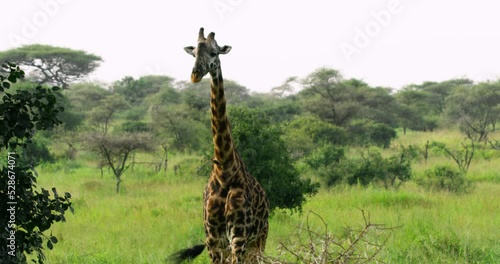 Slow motion video of a giraffe in the african savannahs.