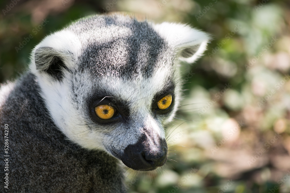 Obraz premium Portrait of a lemur monkey