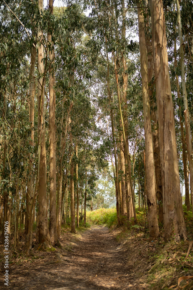 Obraz premium A lush forest of eucalyptus. Green floor and brown logs